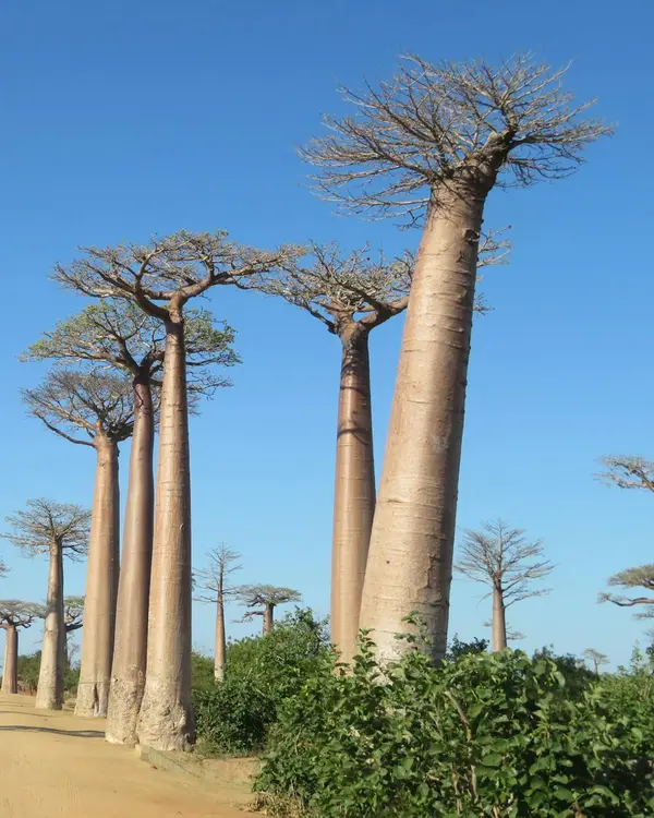 Madagascar